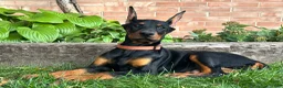 Doberman Pinscher dogs for sale: Briar - Ad 3