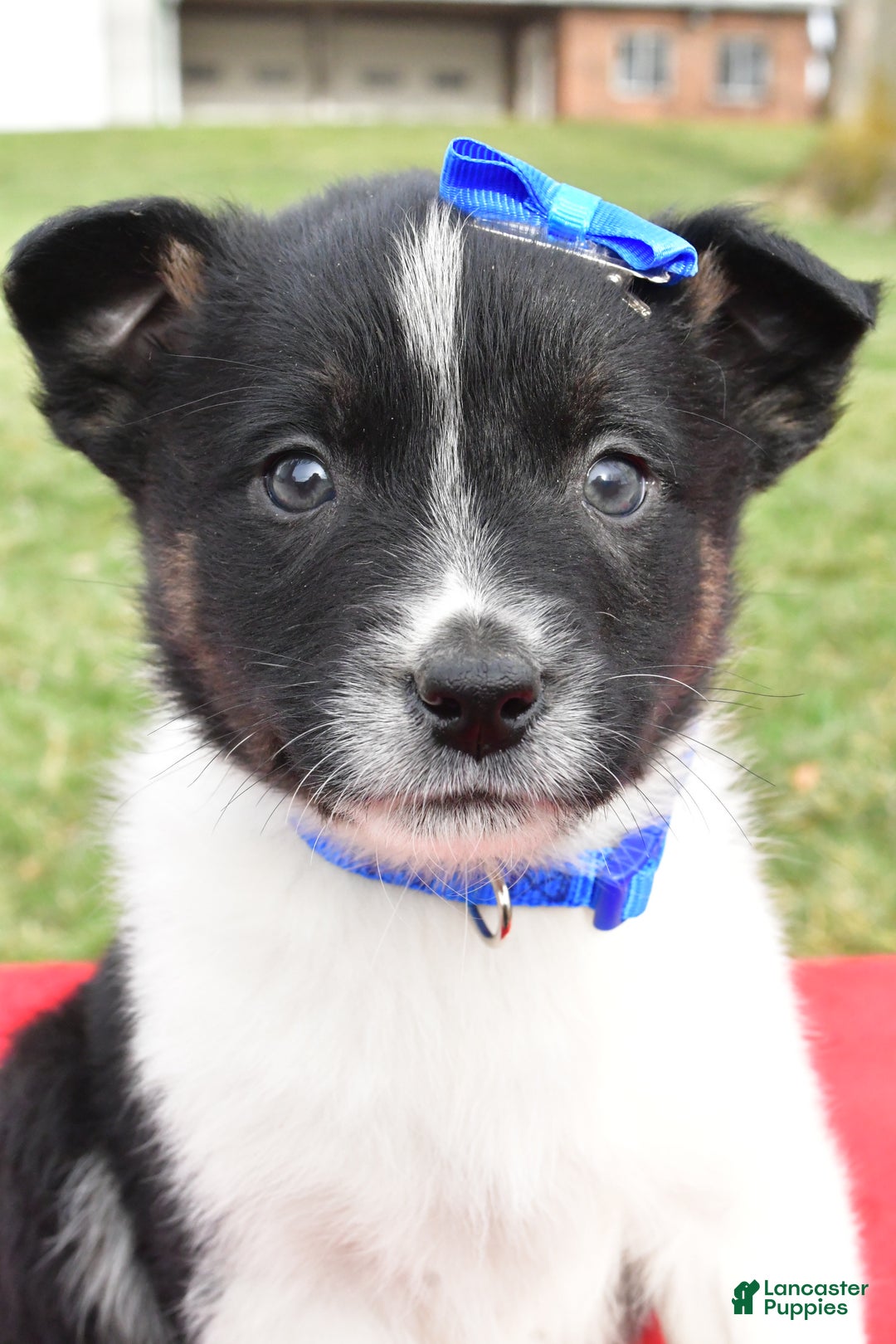 Mixed Breed dogs for sale: Mason - Ad 10