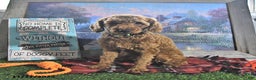 Toy Poodle dogs for sale: Dallas - Ad 1