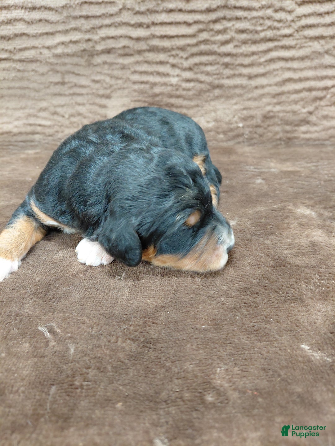 Bernedoodle dogs for sale: Bandit - Ad 7