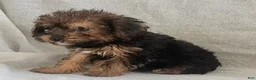 Mixed Breed dogs for sale: Tory - Ad 3