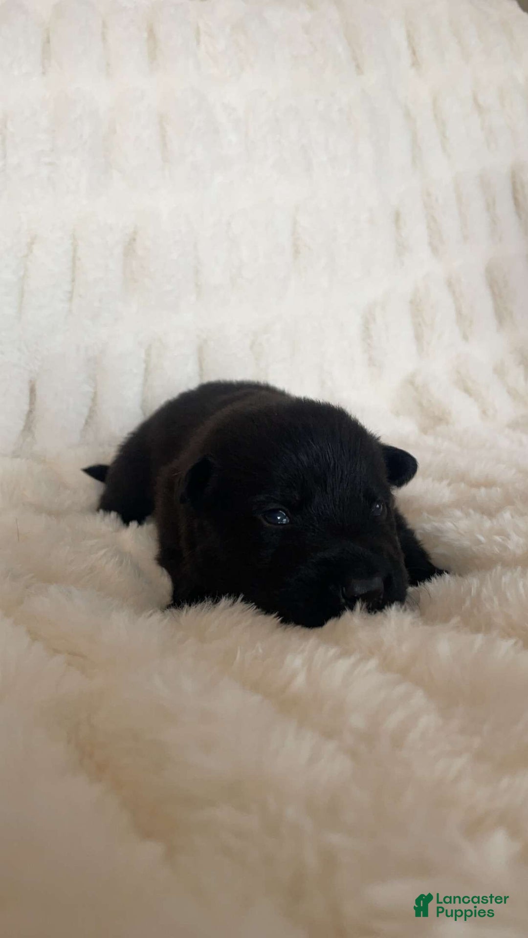 German Shepherd dogs for sale: German Shepherd Brown Collar Male - Ad 2