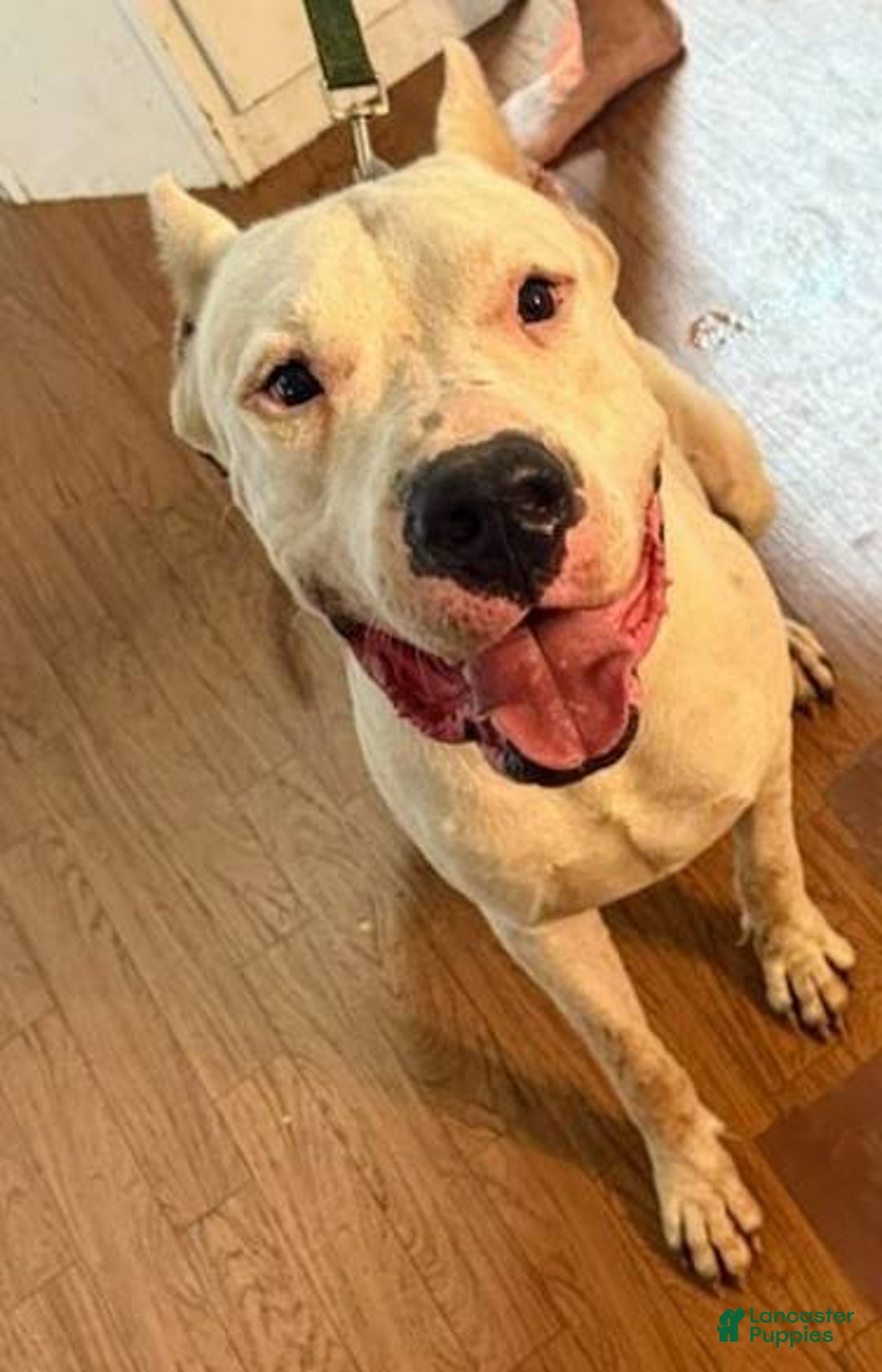 Dogo Argentino dogs for sale: Dogo Argentino Puppy 2 - Ad 8