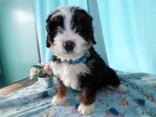 Mini Bernedoodle dogs Mini Berne-doodle Puppy 2 Blue - Ad 33