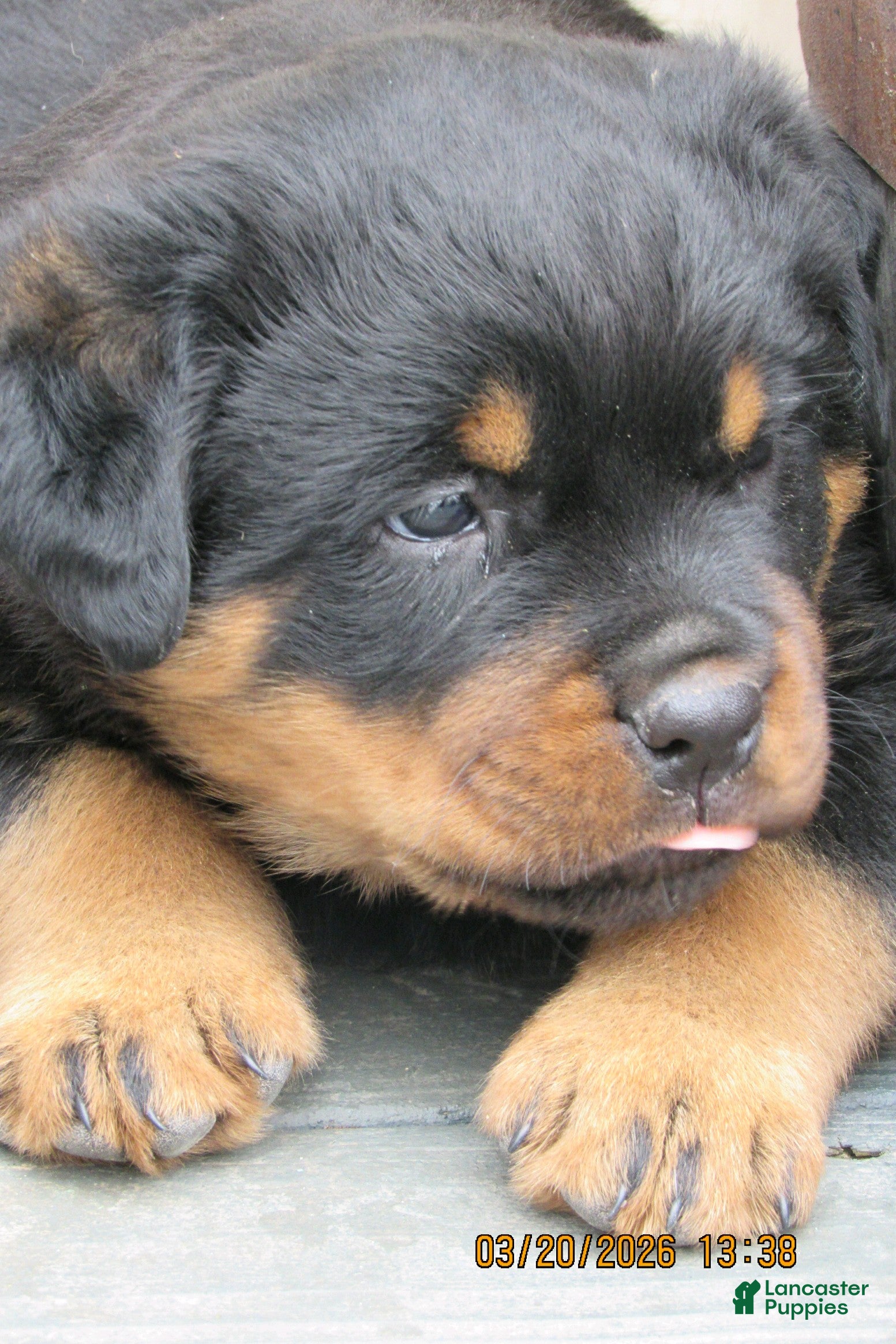 Rottweiler dogs Rottweiler Puppy 1 Bang - Ad 6
