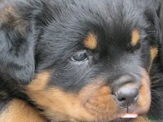 Rottweiler dogs Rottweiler Puppy 1 Bang - Ad 6