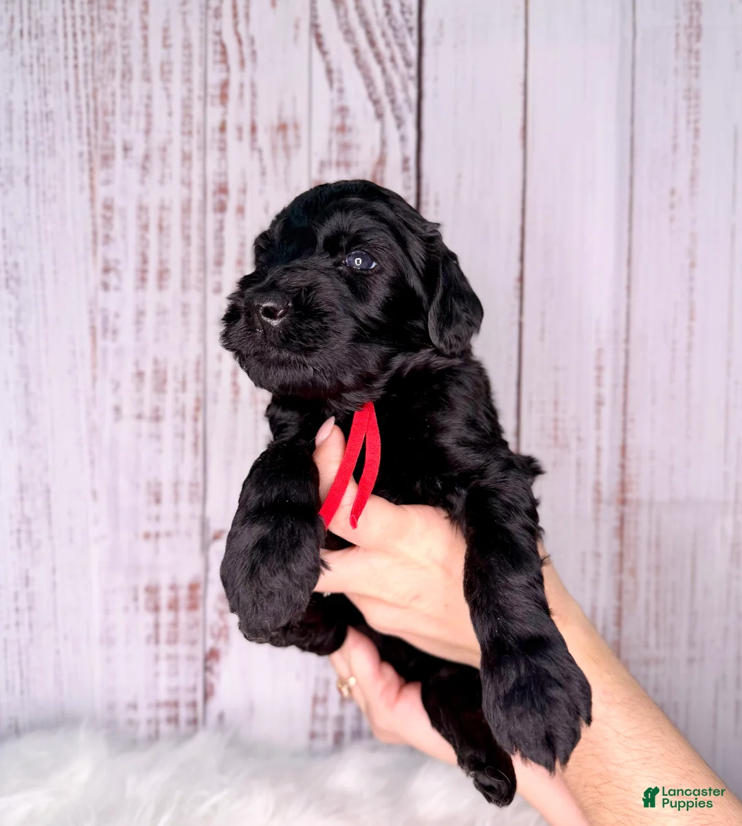 Goldendoodle dogs for sale: Goldendoodle Red - Ad 2