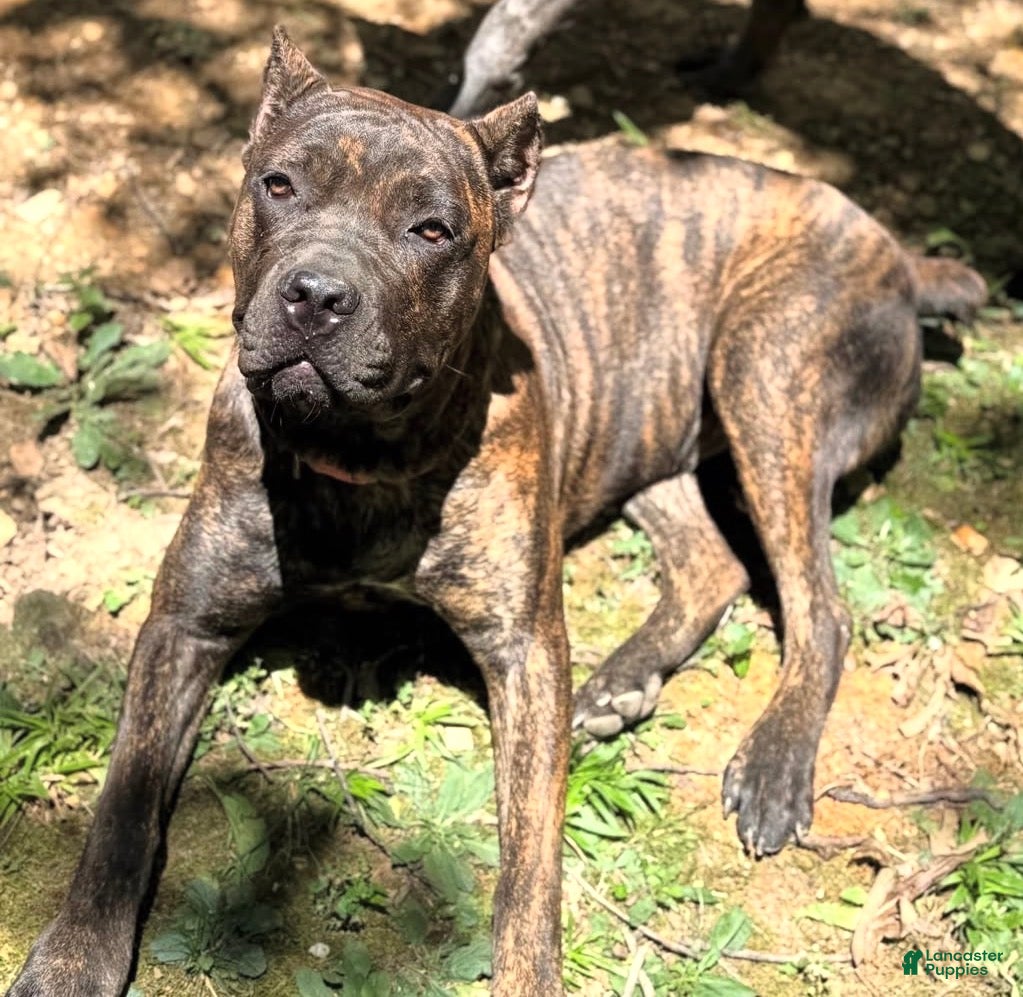 Cane Corso dogs Buster  - Ad 2