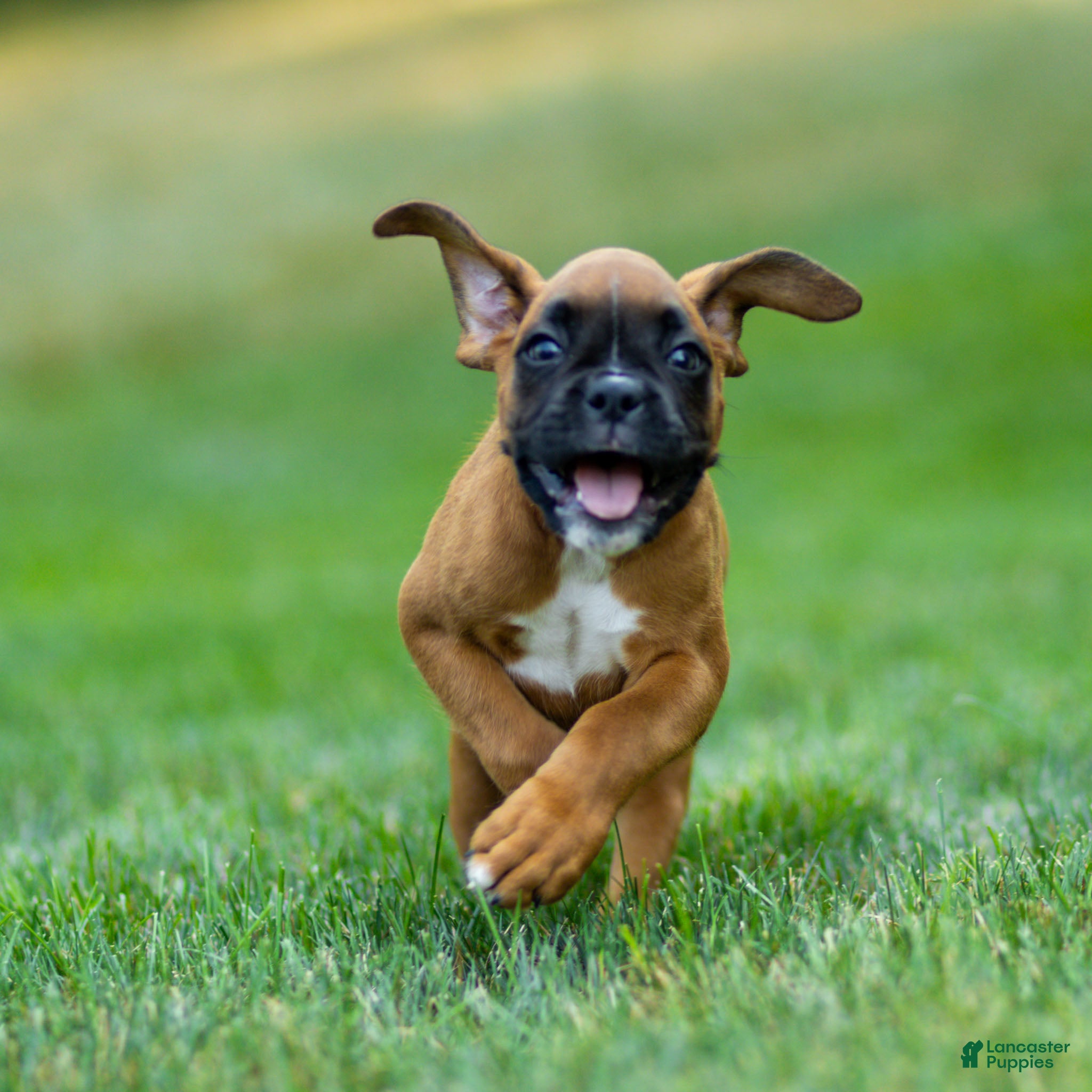 Boxer dogs Nettie Boxer  - Ad 2