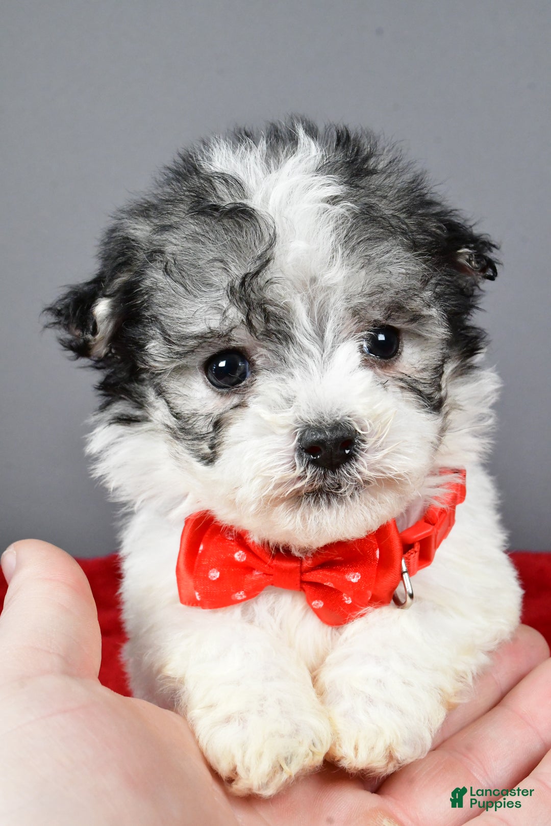 Havanese dogs for sale: Chestnut - Ad 2