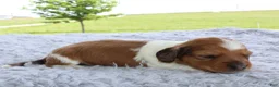 Miniature Dachshund dogs for sale: Miniature Dachshund 3 - Ad 2