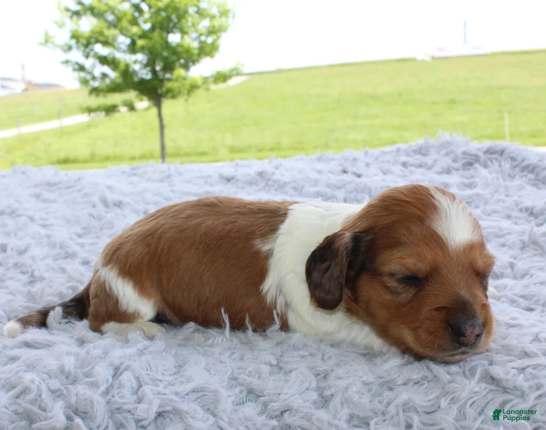 Miniature Dachshund dogs for sale: Miniature Dachshund 3 - Ad 2
