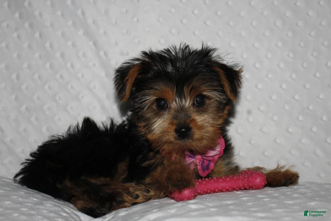 Yorkshire Terrier dogs for sale: ABBY - Ad 2