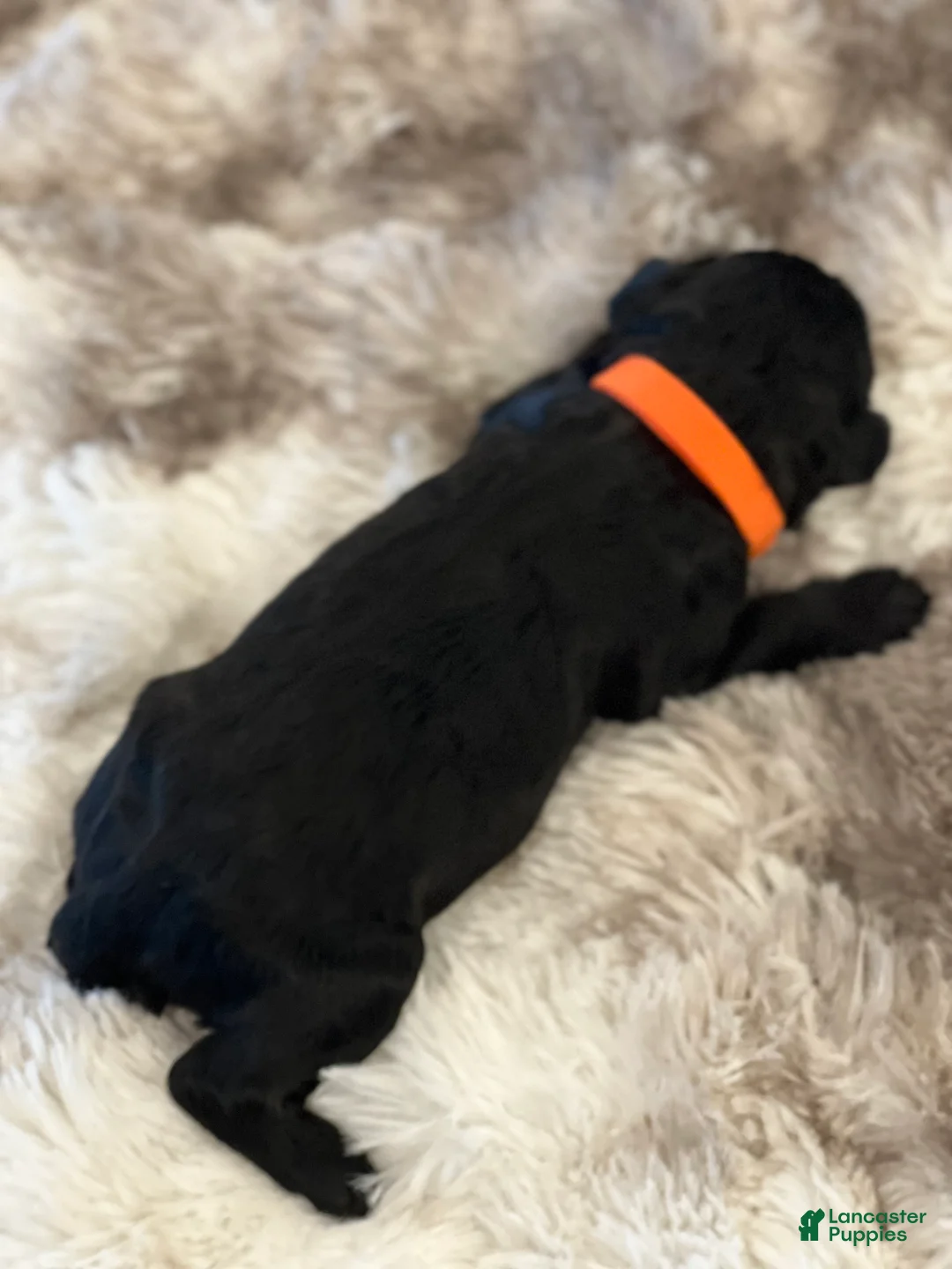 Giant Schnauzer dogs for sale: Montgomery “Monty” - Ad 3