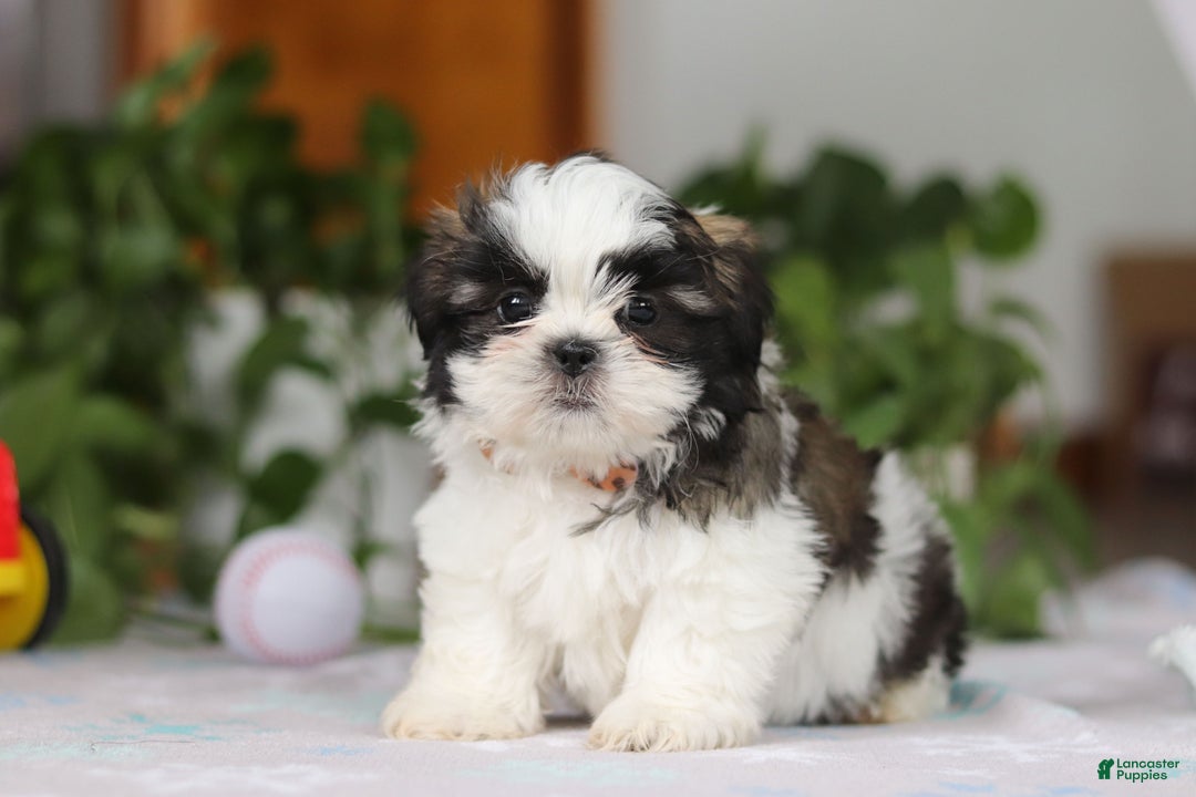 Shih Tzu dogs for sale: Kyle - Ad 6