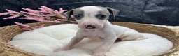 Italian Greyhound dogs for sale: Italian Greyhound 5 - Ad 7