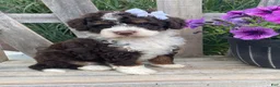 Mini Bernedoodle dogs for sale: Kora - Ad 3