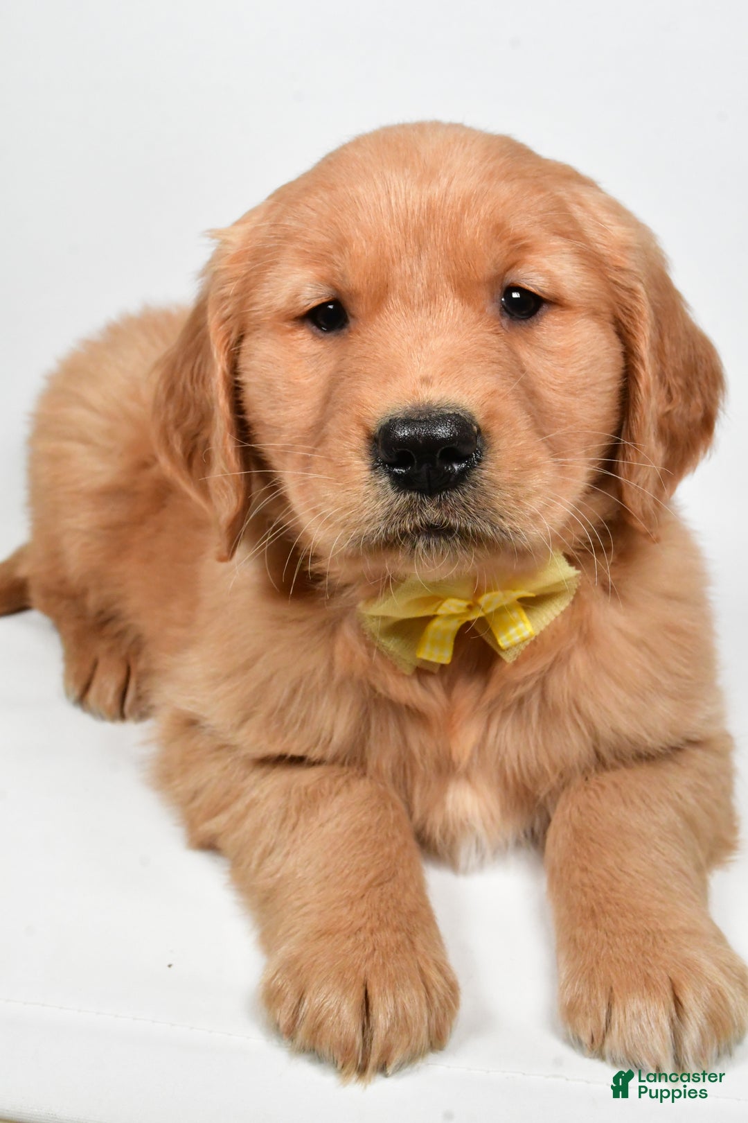 Golden Retriever dogs for sale: Leo - Ad 8