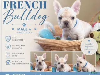 French Bulldog dogs for sale: French Bulldog Puppy 1 - Ad 2