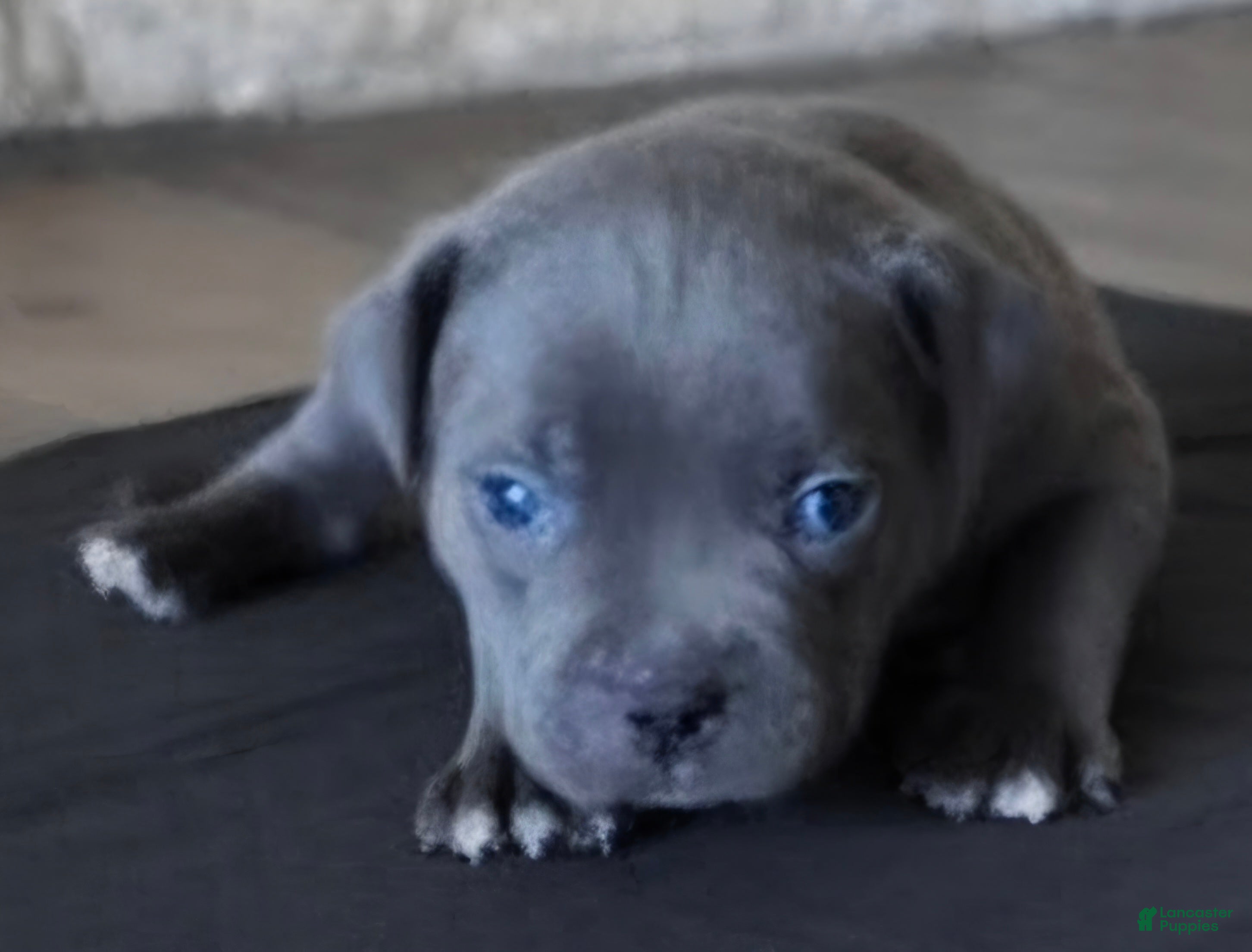 American Bully dogs Thornton "Thor" - Ad 1