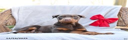 Doberman Pinscher dogs for sale: Belle - Ad 3
