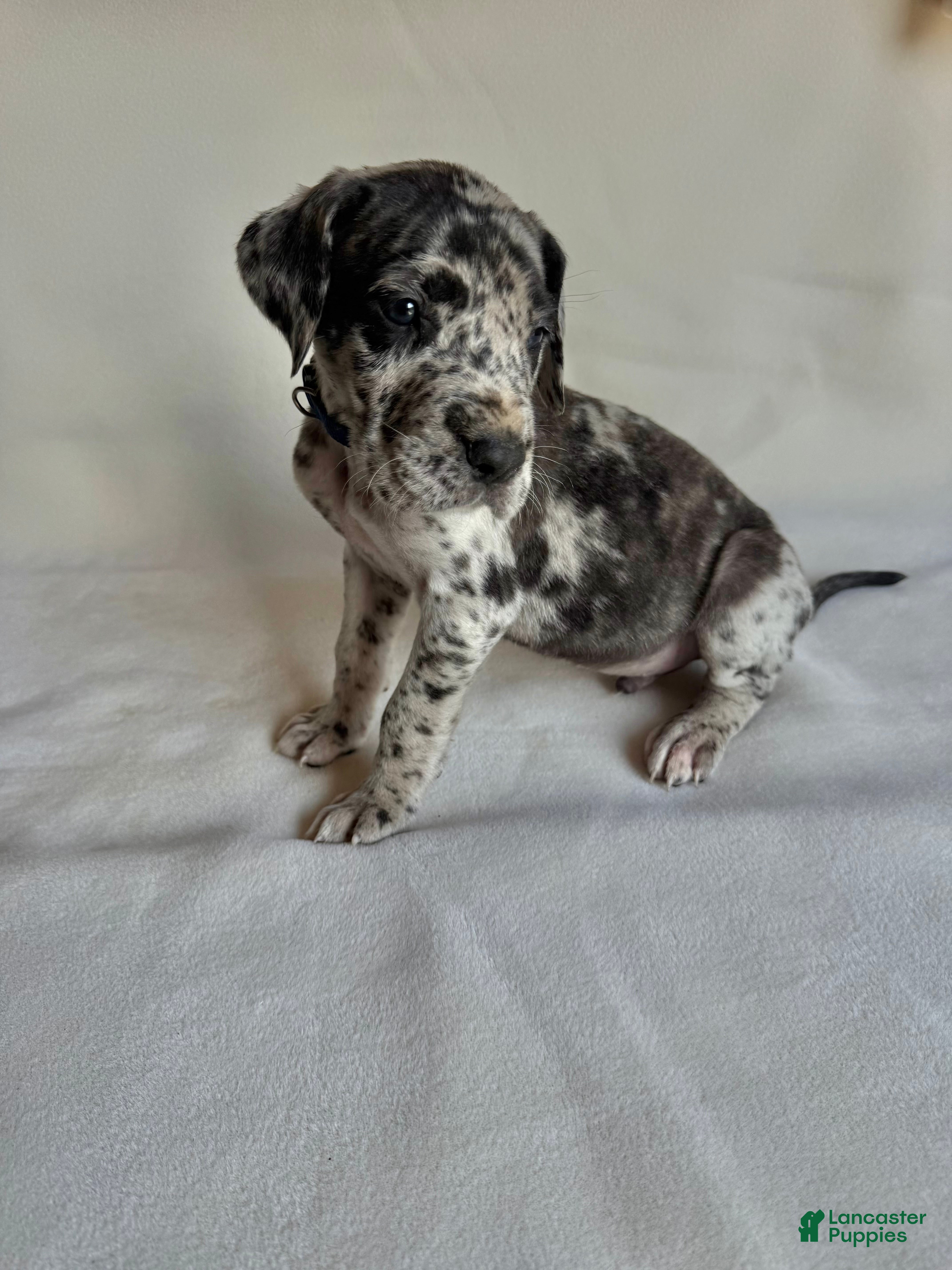 Great Dane dogs Freckles- blue - Ad 36