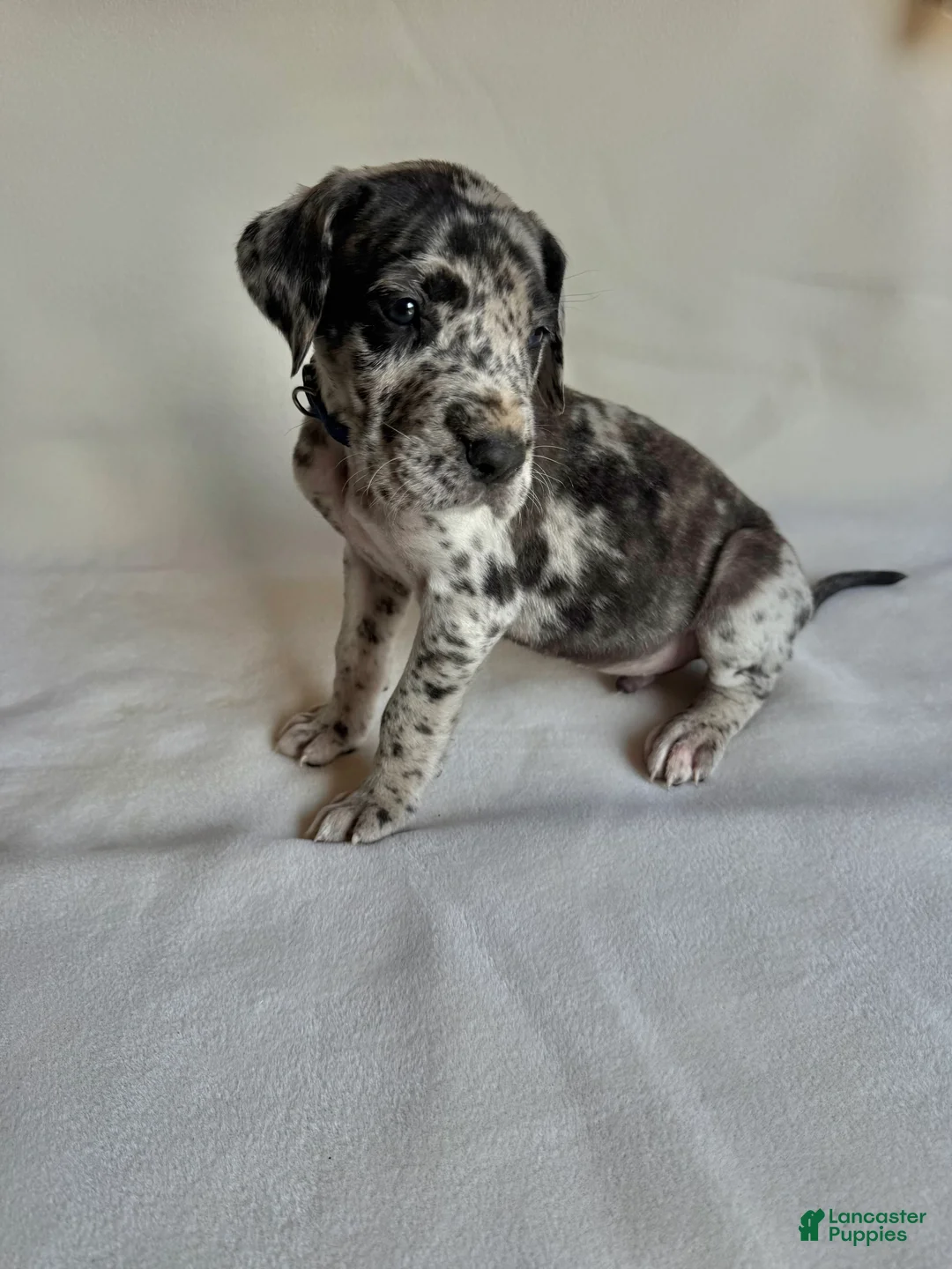 Great Dane dogs for sale: Freckles- blue - Ad 1