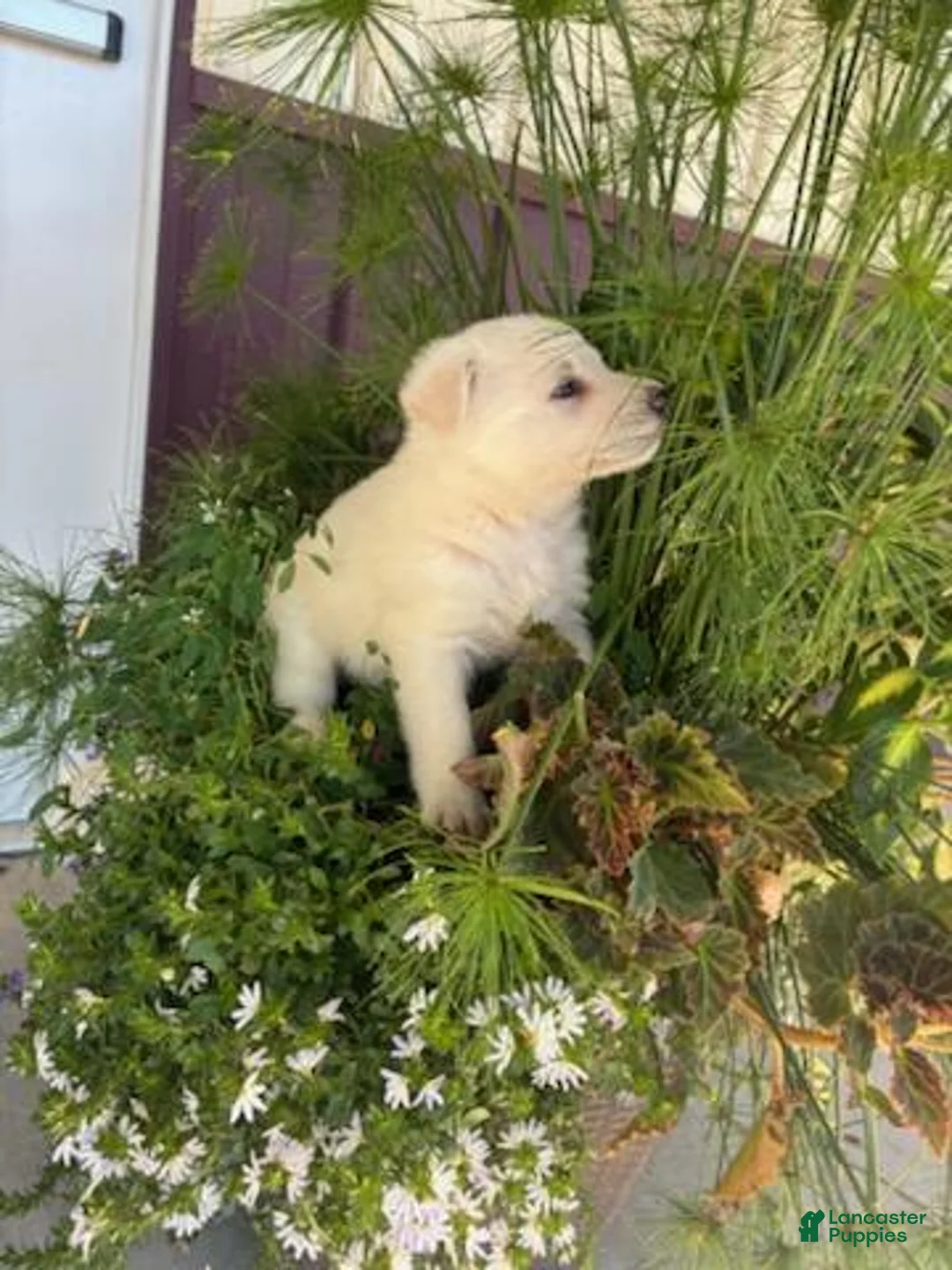 German Shepherd dogs for sale: Honey - Ad 2