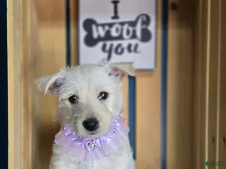 Scottish Terrier dogs Scottish Terrier Puppy 4 - Ad 8