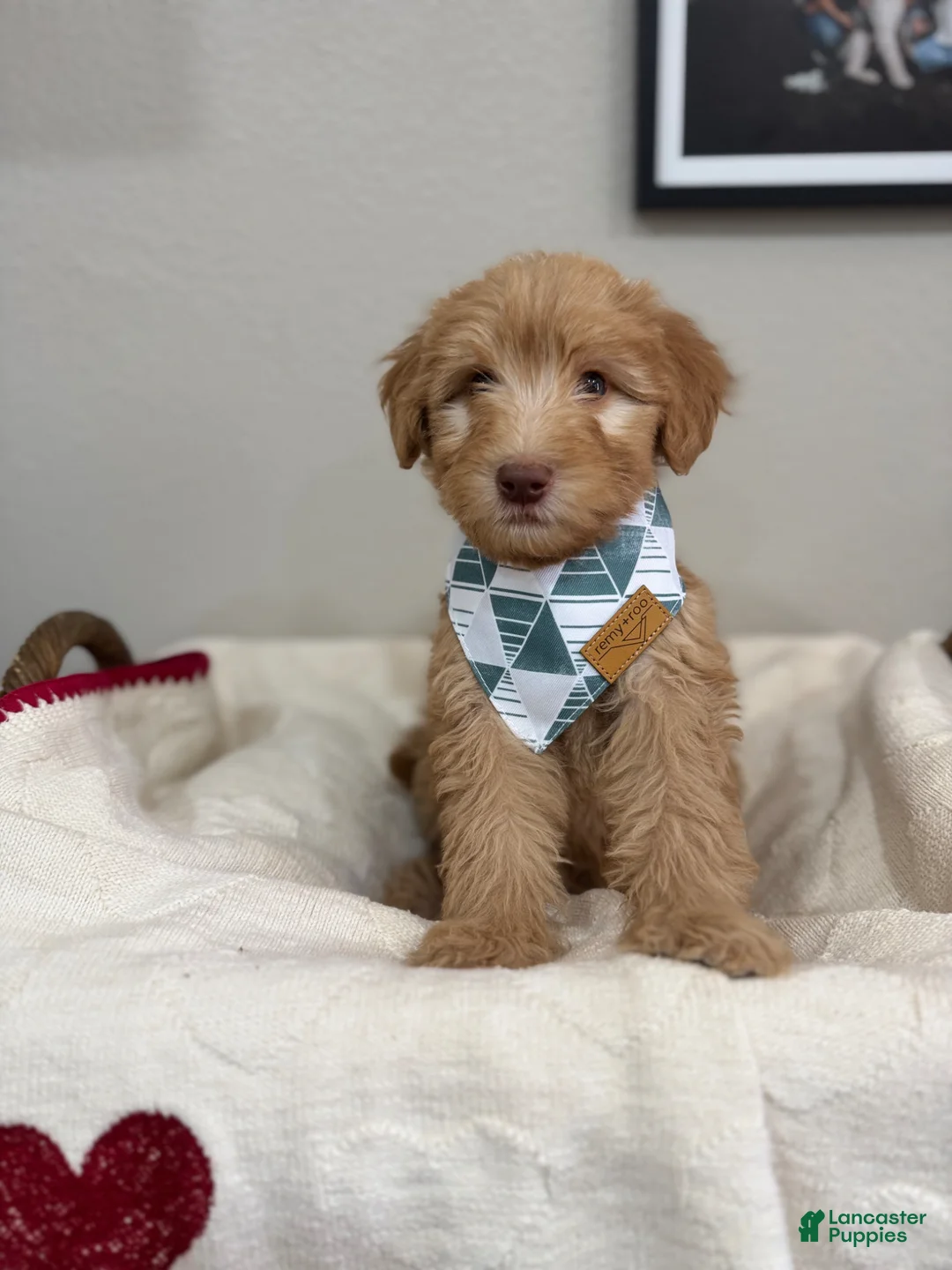 Mini Bernedoodle dogs for sale: Mini Bernedoodle Biscotti-Red Collar - Ad 1