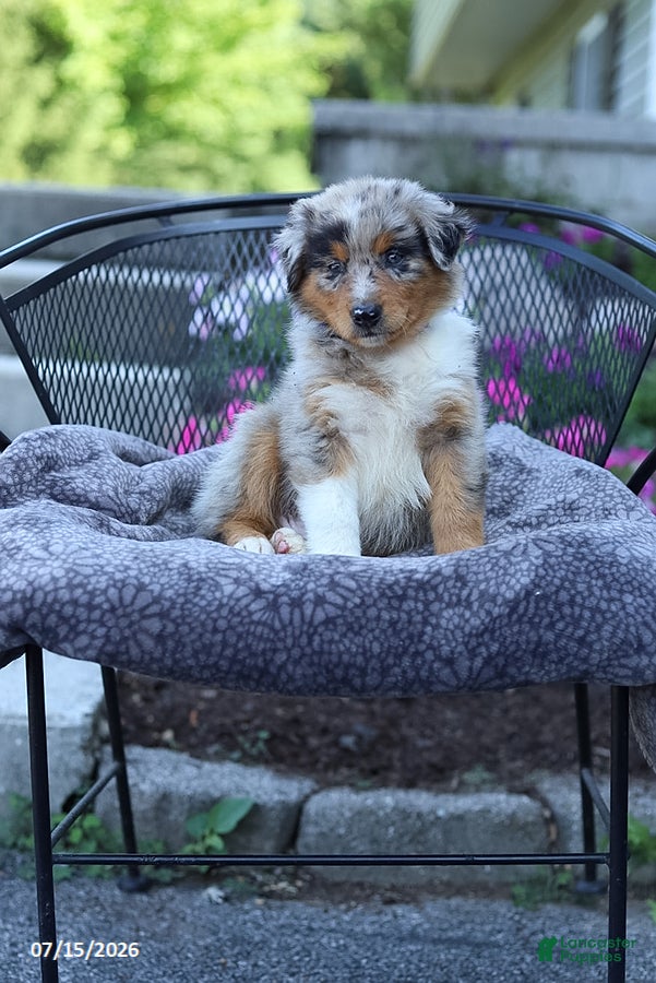 Australian Shepherd dogs Ryan - Ad 2