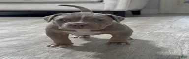 American Bully Puppy 5