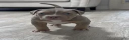 American Bully dogs for sale: American Bully Puppy 5 - Ad 1