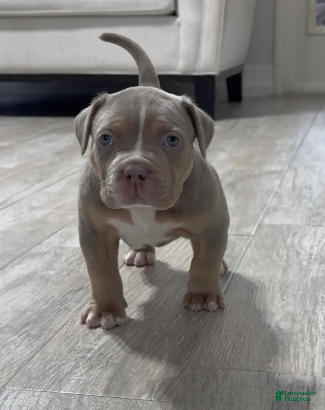 American Bully dogs for sale: American Bully Puppy 5 - Ad 1