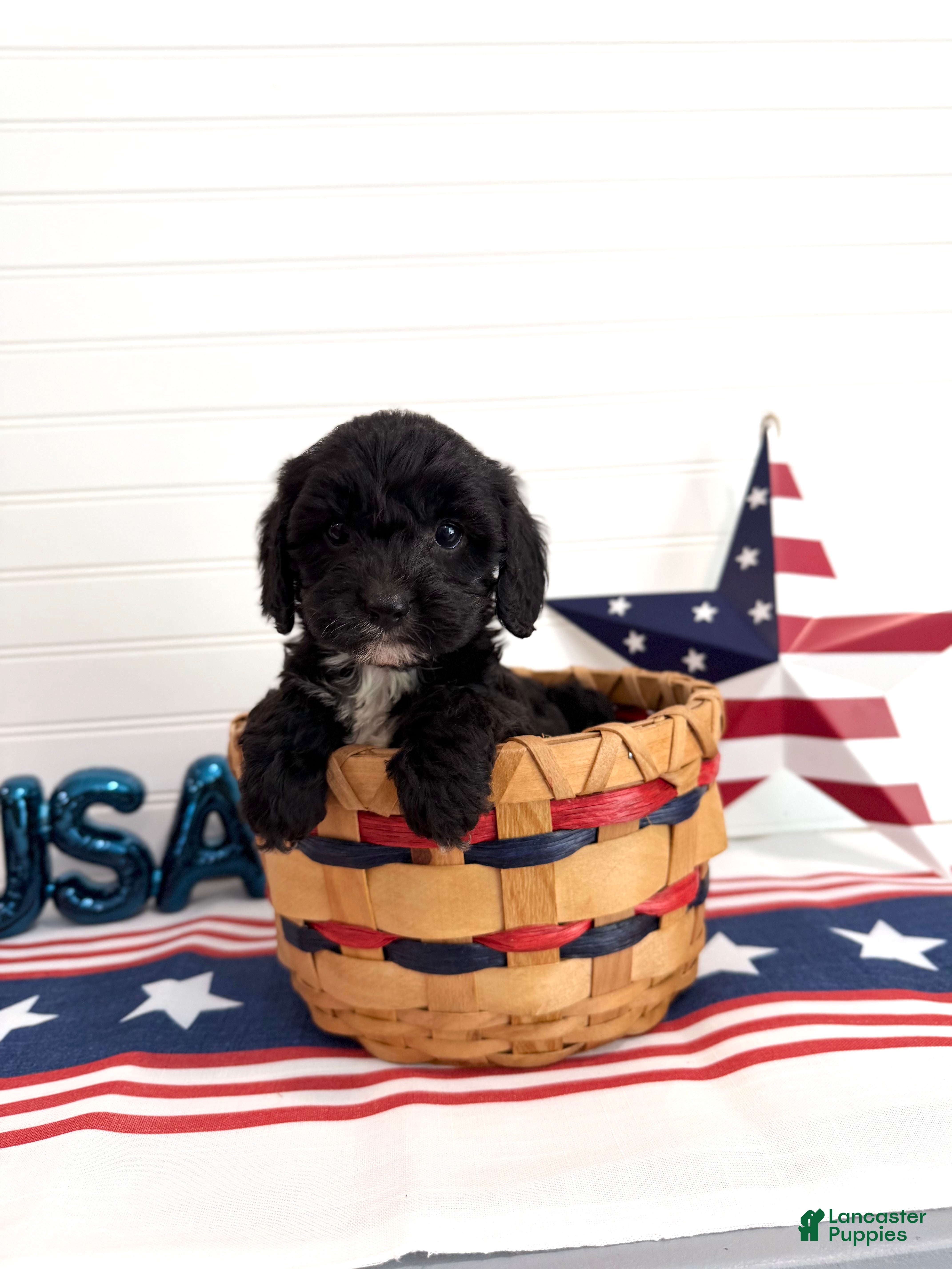 Cavapoo dogs Rocket - Ad 1