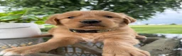 Golden Retriever dogs for sale: Bones - Ad 7