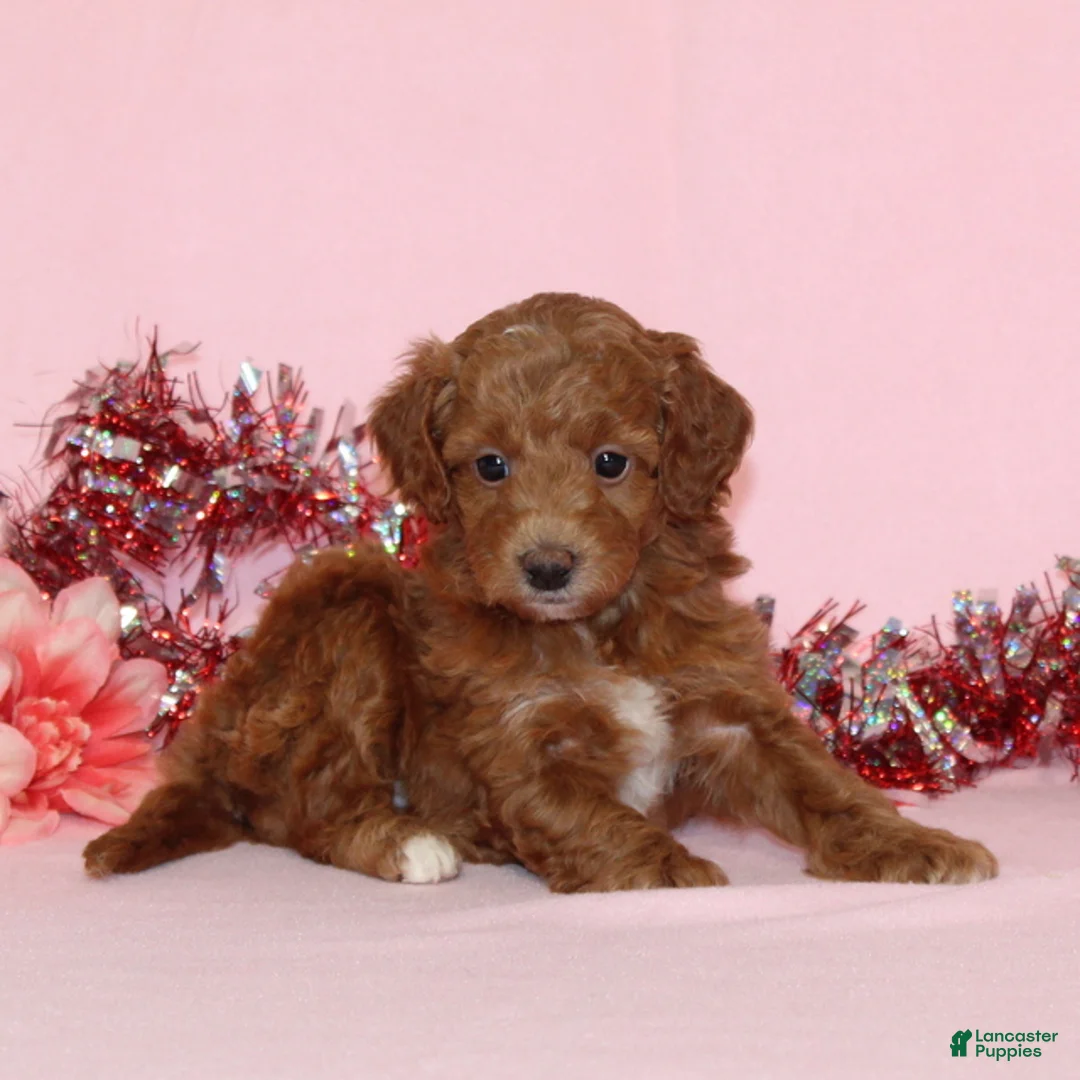 Mini Goldendoodle dogs for sale: Alice - Ad 3