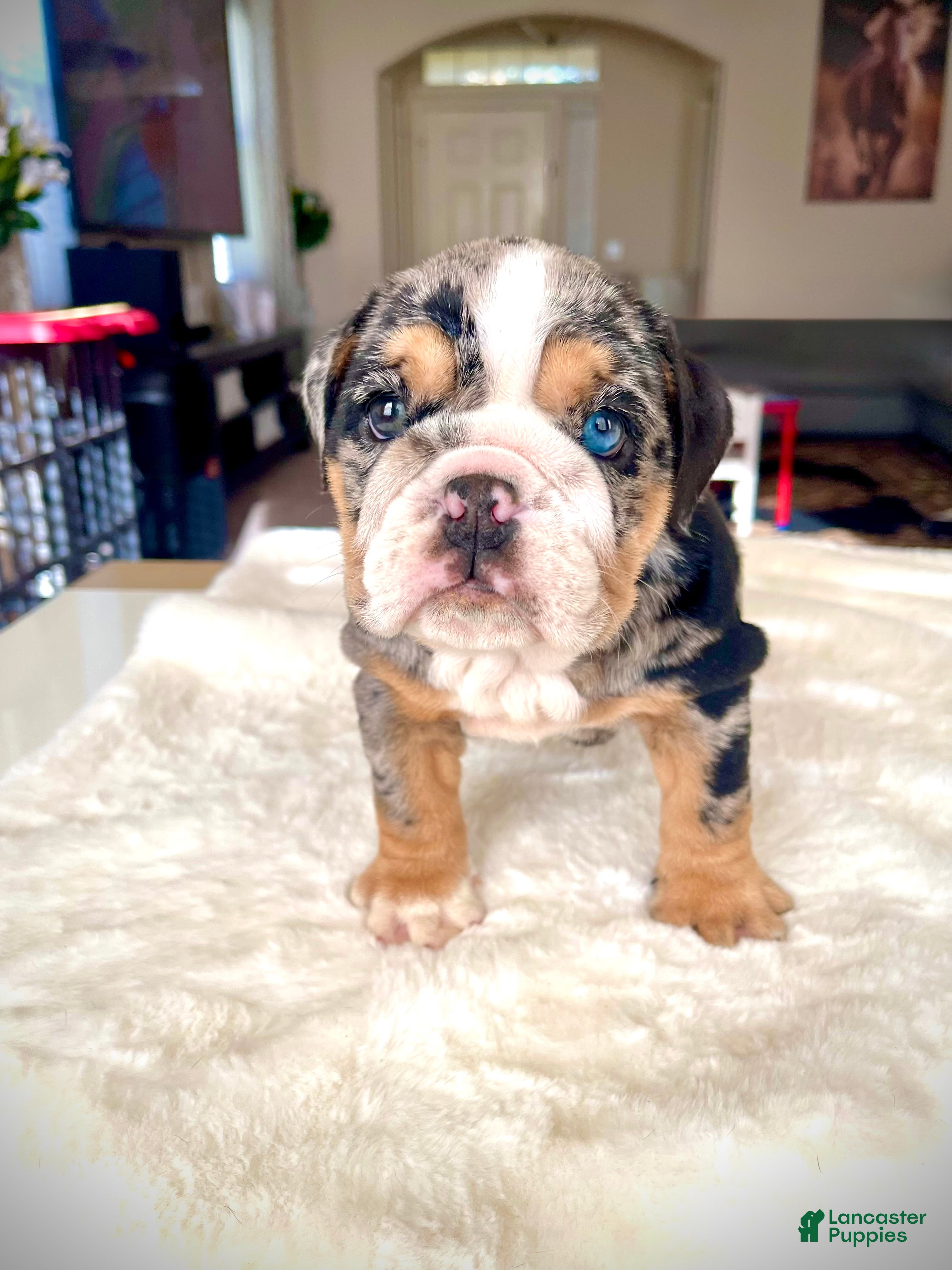 English Bulldog dogs for sale: English Bulldog Puppy 1 - Ad 3