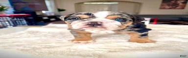 English Bulldog Puppy 1