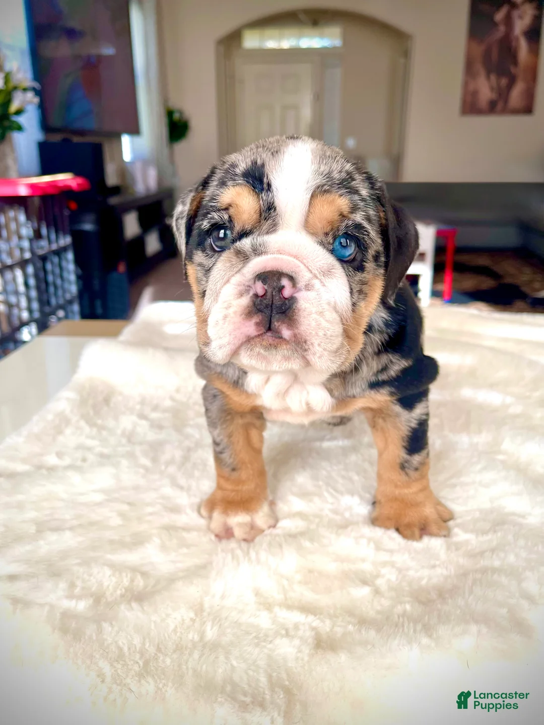 English Bulldog dogs for sale: English Bulldog Puppy 1 - Ad 1