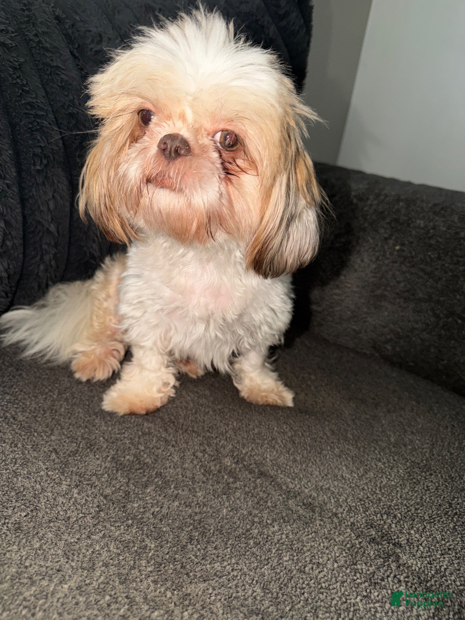 Shih Tzu dogs Shih Tzu 4 - Ad 2