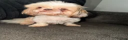Shih Tzu dogs for sale: Shih Tzu 4 - Ad 2