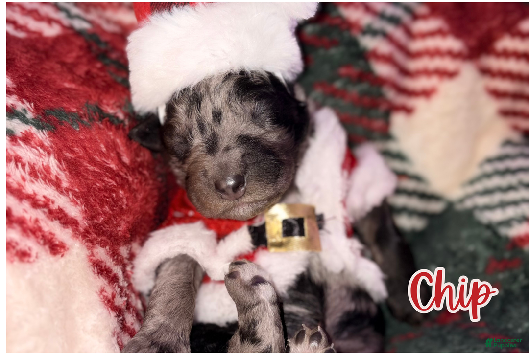 Standard Poodle dogs for sale: Chip - Ad 8