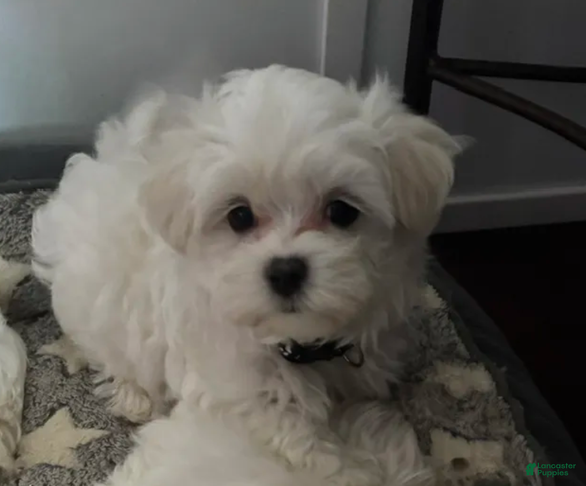 Maltese dogs Texas - Ad 1