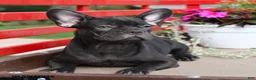 French Bulldog dogs for sale: Faye - Ad 3