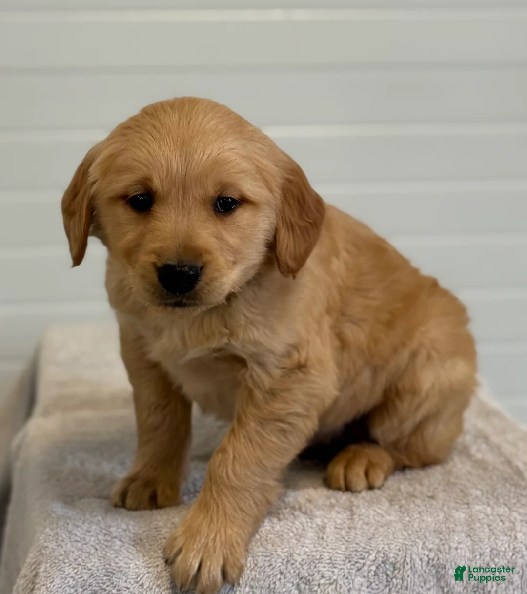 Golden Retriever dogs for sale: Kordell - Ad 2