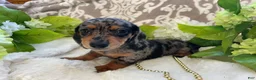 Miniature Dachshund dogs for sale: Elsie - Ad 6