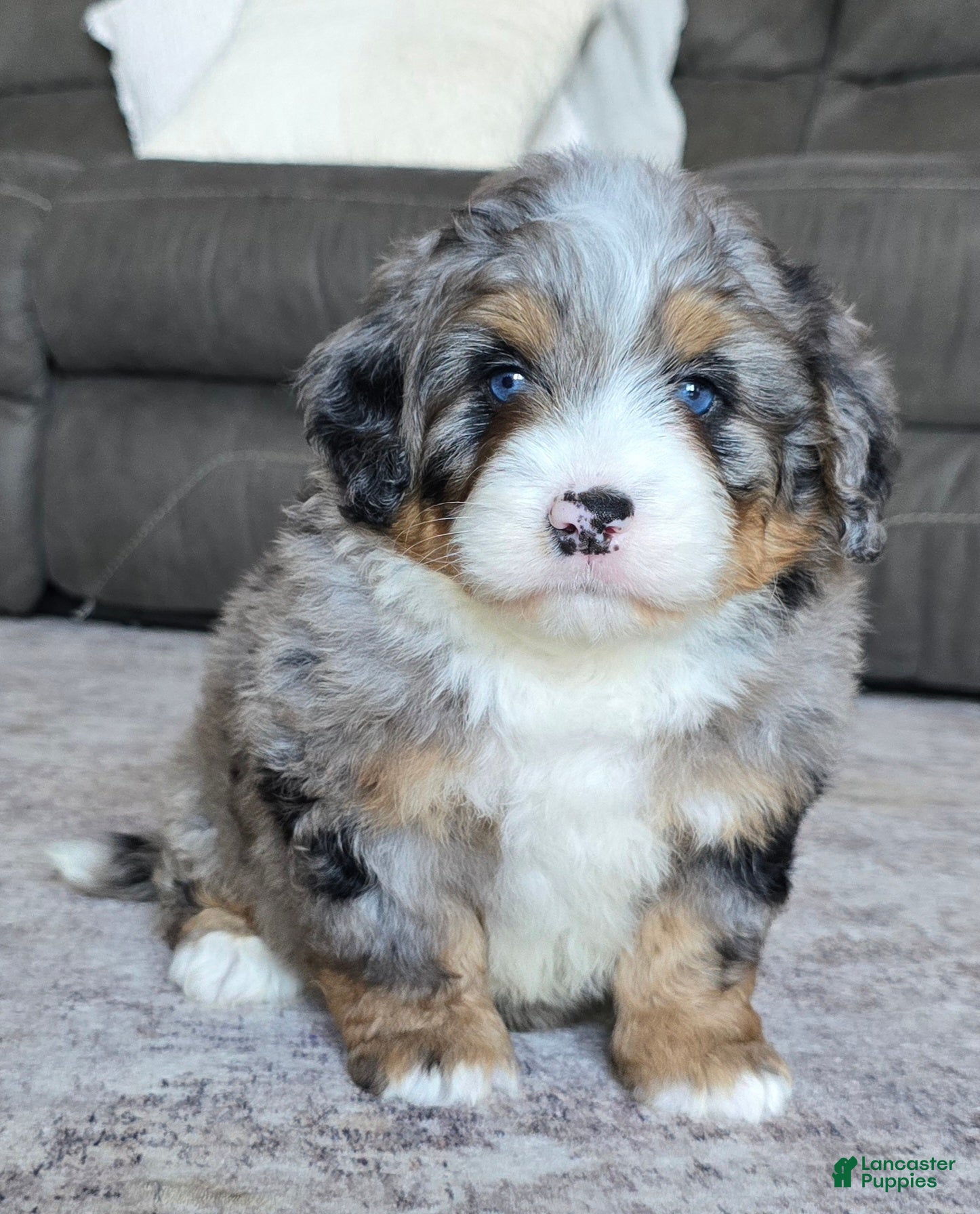 Mini Bernedoodle dogs Mini Wiggles - Ad 2