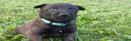 Belgian Malinois dogs for sale: Peter Parker (light blue) - Ad 8