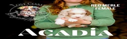 Miniature Australian Shepherd dogs for sale: Acadia - Ad 1